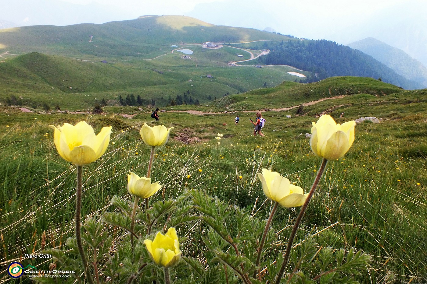 95 Pulsatilla alpina sulfurea.JPG